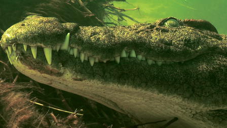 Diving with Crocodiles