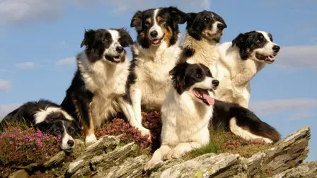 Mist: Sheepdog Tales
