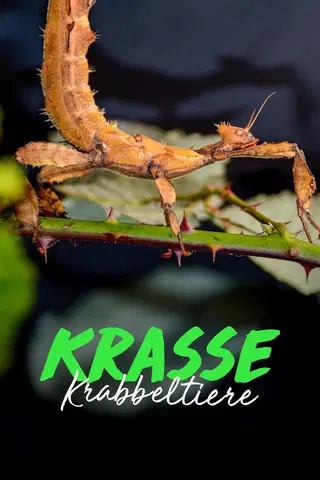 Extreme Bugs