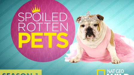 Spoiled Rotten Pets