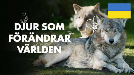 Djur som förändrar världen - ukrainska