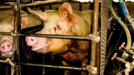 Death on a Factory Farm