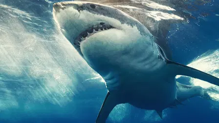 Laws of Jaws: Dangerous Waters