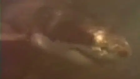Shark Kill