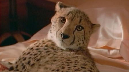 Das Geheimnis des gelben Geparden