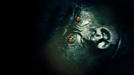 Wild Frank: Gorillas