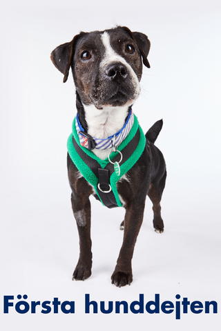 Första hunddejten