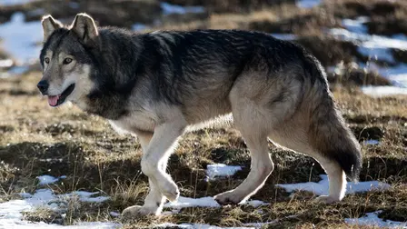 Wandering Wolves