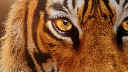 Tiger auf dem Vormarsch