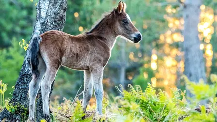 Den magiske britiske skov: Året rundt