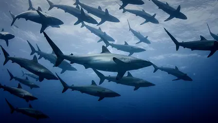 El territorio de los tiburones perdidos