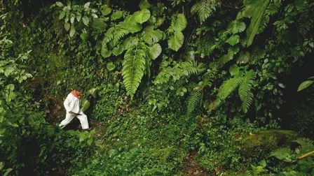 The Modern Jungle