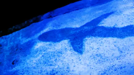 Extinct or Alive: The Lost Shark