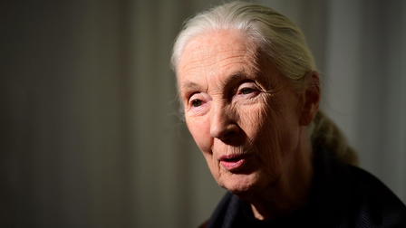 Jane Goodall: Beauty and the Beasts