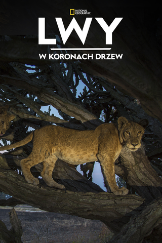 Lwy w koronach drzew