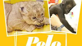 Pelo Pico Pata