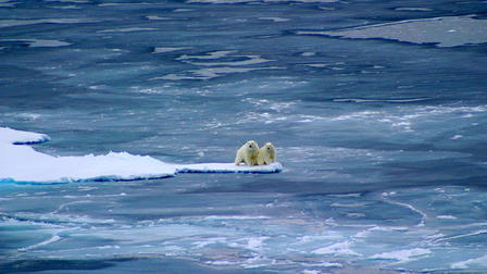 Polar Bear: Spy on the Ice