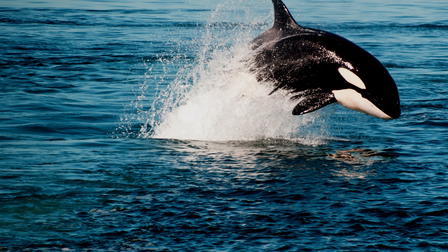 Orca Vs. Great White