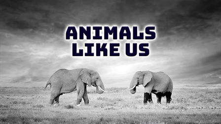 Animals Like Us