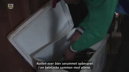 Of Oozies and Elephants