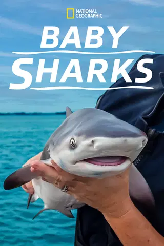 Baby Sharks