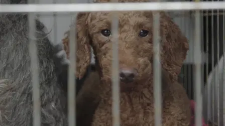 Dogspiracy