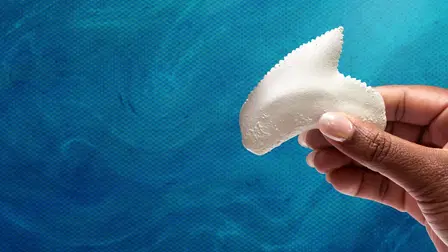 Investigation Shark Attack