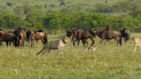 The Incredible Five - A Cheetah's Tale