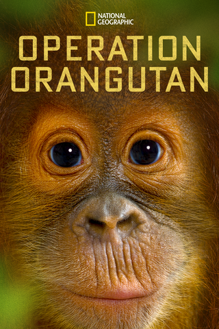Operation Orangutan