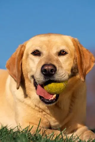 My Dog: An Unconditional Love Story