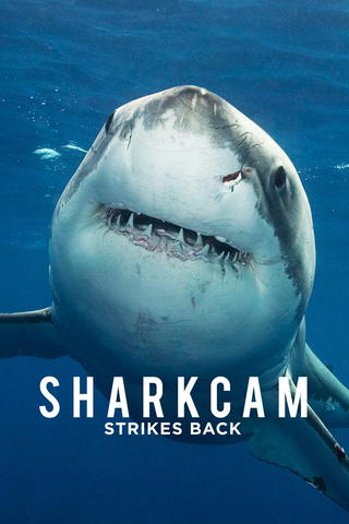 Sharkcam Strikes Back