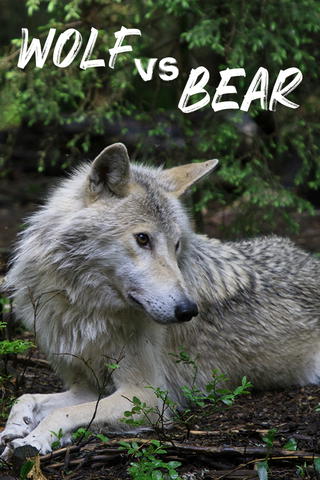 Wolf vs Bear