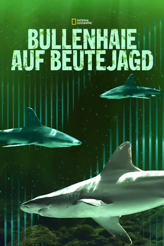 Bullenhaie auf Beutejagd