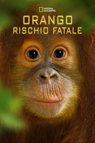 Orango: rischio fatale