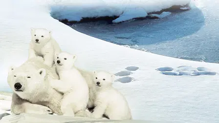 Knut und seine Freunde