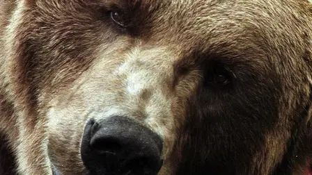 Growing Up Grizzly