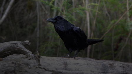 Crowsnest