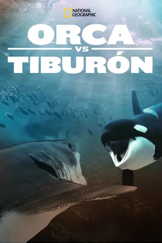 Orca vs tiburón