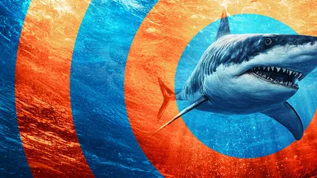 In the Eye of the Storm: Shark Storm