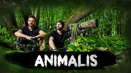 Animalis