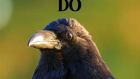 What Ravens Do