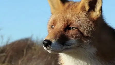 Animal Armory (Spanish)