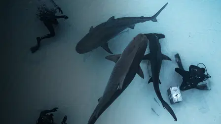 Ilha dos Tubarões: Irmãos de Sangue