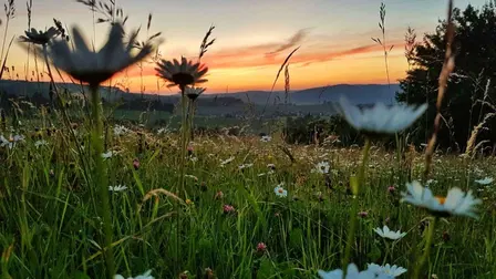 Die Wiese - Ein Paradies nebenan