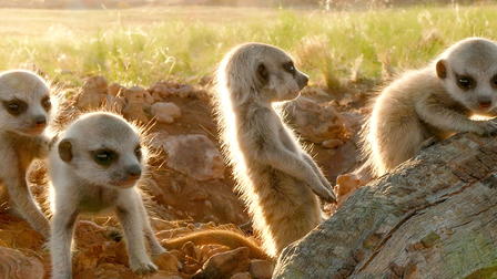 Meerkats 3D