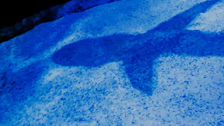 À la recherche du requin disparu