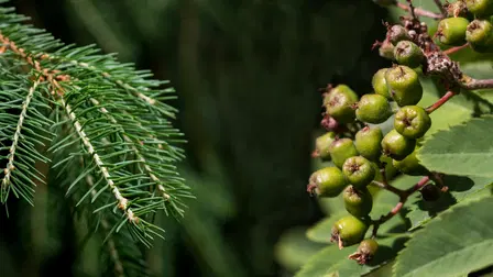 Metsän viisi vihreää veljestä