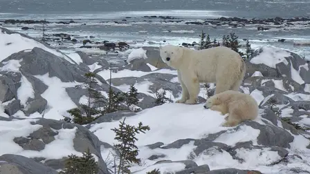 Arctic Vets