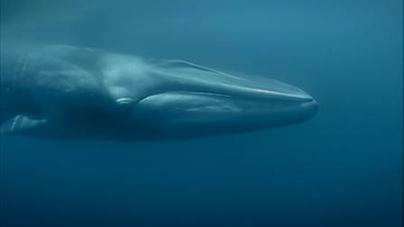 The Whaler