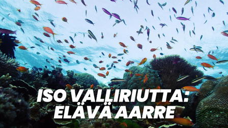 Iso valliriutta: Elävä aarre